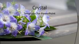  Presentation with purple spring - PPT theme with white and purple bell flower beautiful spring background with campanula bouquet background and a light gray colored foreground