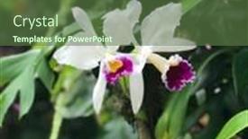  Presentation with growing tree - PPT theme enhanced with white-and-purple-cattleya-exotic background and a tawny brown colored foreground