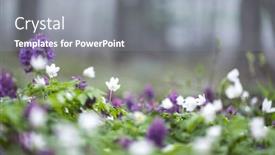  Presentation with purple spring - PPT theme consisting of white-and-purple-flowers background and a gray colored foreground
