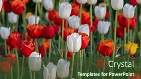  Presentation with tulip - Presentation theme featuring white-and-red-color-tulip background and a tawny brown colored foreground