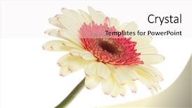  Presentation with red black and white - Cool new presentation with white and red gerbera flower backdrop and a  colored foreground