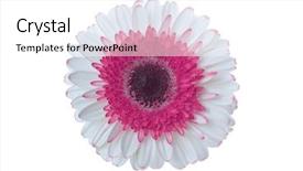  Presentation with flower - Cool new slide set with white and red gerbera flower backdrop and a  colored foreground
