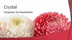  Presentation with chrysanthemum - PPT layouts with white and white chrysanthemum flower background and a white colored foreground