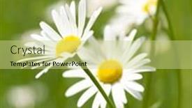  Presentation with yellow - Presentation theme having white-and-yellow-daisies background and a yellow colored foreground