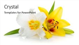  Presentation with lily - PPT theme having white and yellow lily isolated background and a white colored foreground