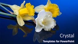  Presentation with narcissus - Presentation having white and yellow narcissus on blue background background and a navy blue colored foreground