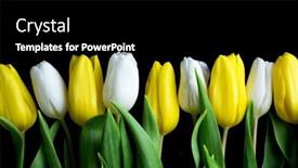 Presentation with white flowers - Slide set consisting of white-and-yellow-tulip-flowers background and a black colored foreground