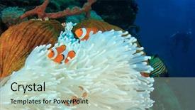  Presentation with coral reef - PPT layouts having  background and a  colored foreground