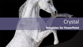  Presentation with white horse - Presentation design consisting of white-arabian-horse-rearing-up background and a violet colored foreground