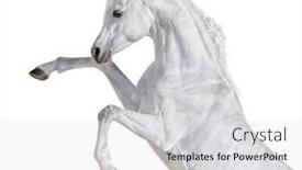 Presentation with white horse - Presentation with white-arabian-horse-rearing-up background and a light gray colored foreground
