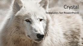  Presentation with wolf - Amazing theme having white arctic wolf close up backdrop and a  colored foreground