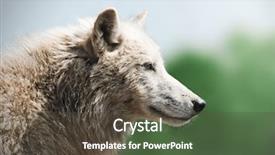  Presentation with wolf - Theme having white arctic wolf close up background and a  colored foreground