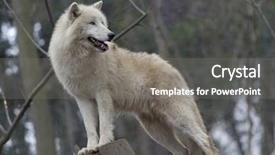  Presentation with wolf - Beautiful slides featuring white arctic wolf backdrop and a gray colored foreground