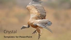  Presentation with kruger - Cool new theme with white-backed-vulture-gyps-africanus backdrop and a coral colored foreground
