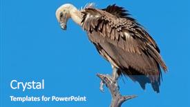  Presentation with south africa - Audience pleasing theme consisting of white-backed vulture gyps africanus backdrop and a teal colored foreground