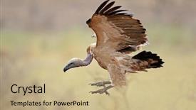  Presentation with kruger - Colorful slide set enhanced with white-backed vulture gyps africanus backdrop and a coral colored foreground