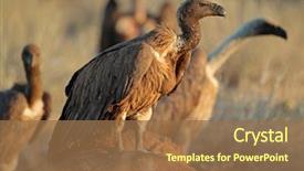  Presentation with africa - Colorful PPT layouts enhanced with white-backed vultures gyps africanus backdrop and a coral colored foreground
