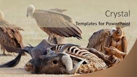  Presentation with south africa - Slides having white-backed-vultures-gyps-africanus background and a mint green colored foreground