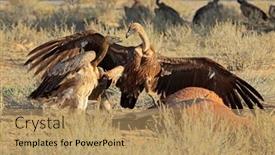  Presentation with south africa - Cool new slides with white-backed-vultures-gyps-africanus backdrop and a coral colored foreground