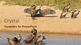  Presentation with kruger - Beautiful slides featuring white-backed-vultures-gyps-africanus backdrop and a yellow colored foreground
