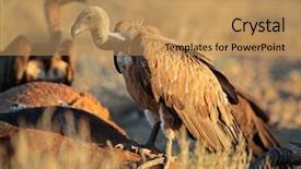  Presentation with south africa - Slides enhanced with white-backed vultures gyps africanus background and a coral colored foreground