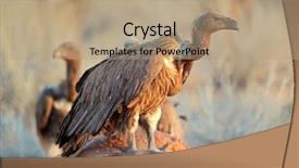  Presentation with south africa - Beautiful PPT theme featuring white-backed vultures gyps africanus backdrop and a coral colored foreground