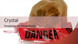  Presentation with danger - Beautiful slides featuring hindrance - bad puppy - dogue de backdrop and a coral colored foreground