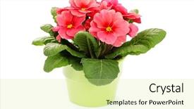  Presentation with white flowers - Presentation theme featuring white background - flowers and plant background and a soft green colored foreground