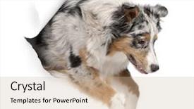  Presentation with old dog - PPT theme enhanced with white background 7 months old background and a coral colored foreground