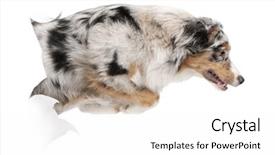  Presentation with old dog - Amazing slide set having white background 7 months old backdrop and a  colored foreground