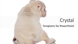  Presentation with english research - Cool new theme with white background and looking down backdrop and a  colored foreground