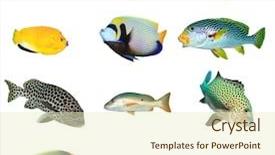  Presentation with tropical reef fish - Amazing slides having white background asia pacific backdrop and a soft green colored foreground