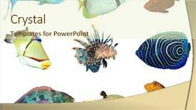  Presentation with tropical reef fish - Cool new slides with white background asia pacific backdrop and a soft green colored foreground