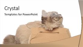  Presentation with grey black white brick - Presentation featuring white background begs for food background and a  colored foreground