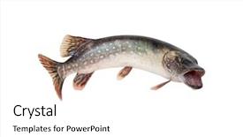  Presentation with octopus on isolated white - Theme with white background big riwer fish background and a white colored foreground