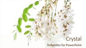  Presentation with locust - Amazing slide deck having blossoming branch of acacia isolated backdrop and a cream colored foreground