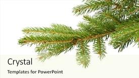  Presentation with botanical - Cool new presentation theme with white background close up christmas backdrop and a soft green colored foreground