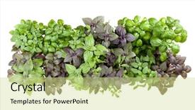  Presentation with sweet basil - PPT theme featuring white background cutout sweet basil background and a  colored foreground