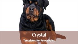  Presentation with tv show studio camera - Audience pleasing presentation theme consisting of white background domestic pedigree canine backdrop and a tawny brown colored foreground