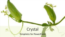  Presentation with frames isolated on white brown - Amazing PPT layouts having white background family cucurbitaceae backdrop and a soft green colored foreground