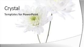  Presentation with monarch butterfly isolated on white - Colorful presentation enhanced with white background focus on bottom backdrop and a white colored foreground