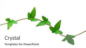  Presentation with green botanical - Audience pleasing theme consisting of white background green ivy backdrop and a white colored foreground