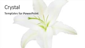  Presentation with lily - PPT theme enhanced with white background lilium hybrid - universe background and a white colored foreground