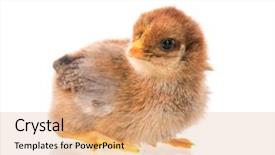  Presentation with chick - Beautiful PPT theme featuring white background newly hatch backdrop and a coral colored foreground