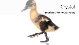  Presentation with newborn - Colorful presentation theme enhanced with white background newly hatch backdrop and a white colored foreground