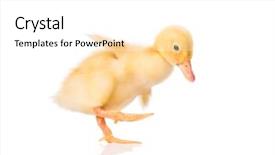  Presentation with newborn - PPT theme enhanced with white background newly hatch background and a white colored foreground