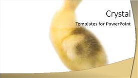  Presentation with newborn - Slide set consisting of white background nice bird background and a white colored foreground