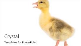  Presentation with geese - Colorful slide deck enhanced with white background nice geese backdrop and a white colored foreground