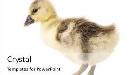  Presentation with geese - Theme with white background nice geese background and a white colored foreground