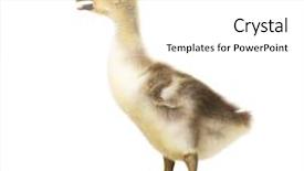  Presentation with newborn - Slide deck enhanced with white background nice geese background and a white colored foreground